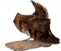 oiseau sans tête